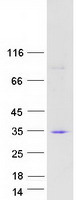 proto43760 synaptogyrin 2 syngr2 human recombinant protein
