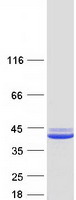 Coomassie blue staining of purified SGTA protein