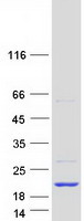 proto43768 ensa human recombinant protein