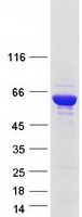Coomassie blue staining of purified NARS protein