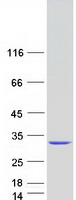 proto43809 nudt21 human recombinant protein