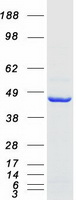 Coomassie blue staining of purified LANCL1 protein