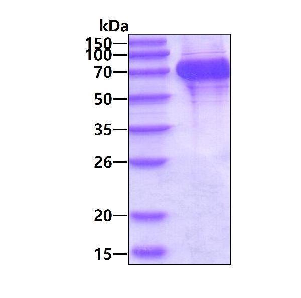 3ug by SDS-PAGE under reducing condition and visualized by coomassie blue stain