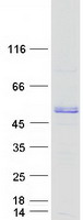 proto43852 calumenin calu human recombinant protein