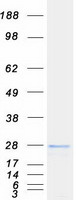 proto43921 ephrin a2 efna2 human recombinant protein