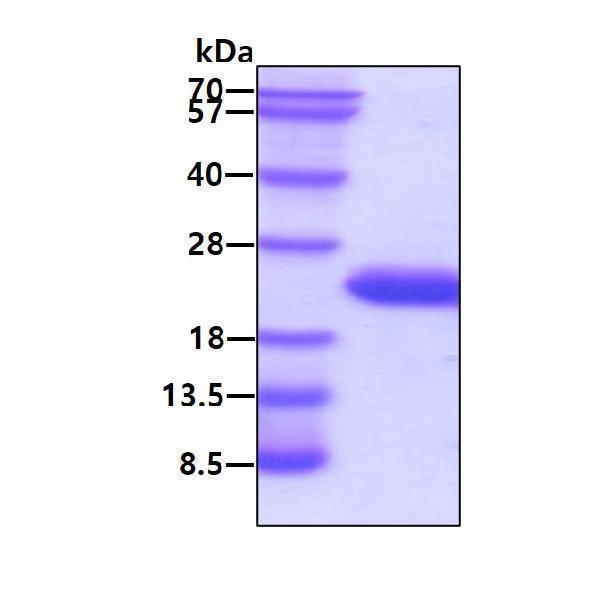 proto46612 sds page