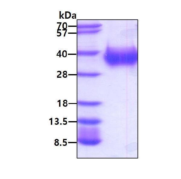 3ug by SDS-PAGE under reducing condition and visualized by coomassie blue stain