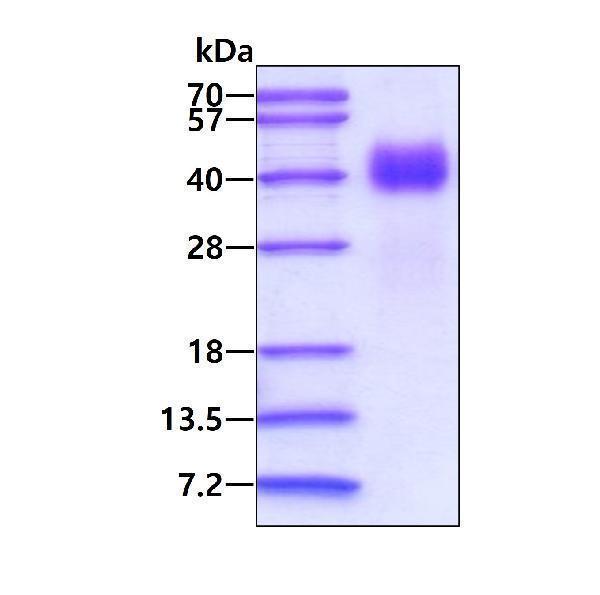 3ug by SDS-PAGE under reducing condition and visualized by coomassie blue stain