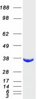 proto60218 akr1b10 human recombinant protein
