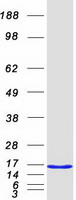 proto60220 timm8a human recombinant protein