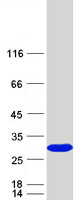 Coomassie blue staining of purified ZNRD2 protein