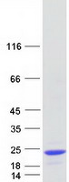 Coomassie blue staining of purified GMFG protein
