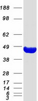 Coomassie blue staining of purified PRPSAP2 protein