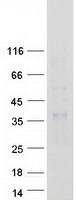 Coomassie blue staining of purified KLK8 protein