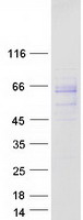 proto60269 gprin2 human recombinant protein