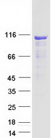 Coomassie blue staining of purified CEP104 protein