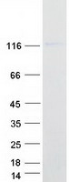 Coomassie blue staining of purified PCDHGA12 protein