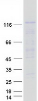 Coomassie blue staining of purified NRP2 protein