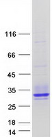 proto60487 eva1 mpzl2 human recombinant protein