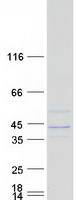 proto60513 b4galt4 human recombinant protein