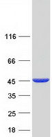 proto60547 gmds human recombinant protein