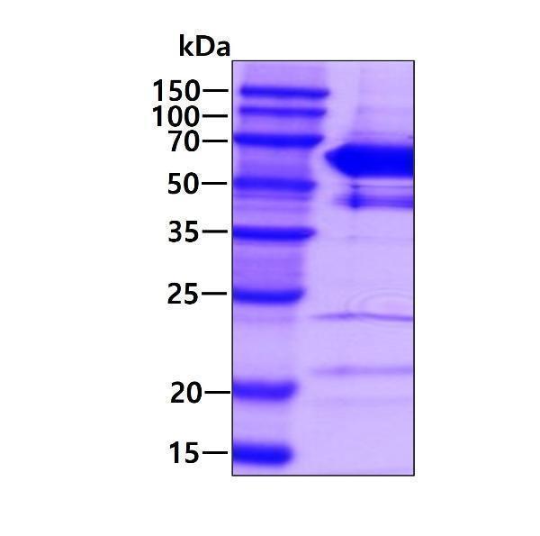 3ug by SDS-PAGE under reducing condition and visualized by coomassie blue stain