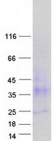Coomassie blue staining of purified TSPAN3 protein