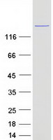 proto60641 ap180 snap91 human recombinant protein
