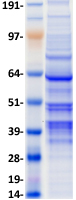 proto60667 faim3 fcmr human recombinant protein