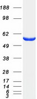 proto60701 ugdh human recombinant protein