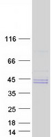 Coomassie blue staining of purified TPST2 protein