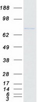 proto60733 pla2g6 human recombinant protein