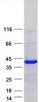 proto60828 pqbp1 human recombinant protein