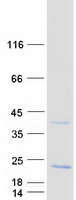 Coomassie blue staining of purified PRAF2 protein