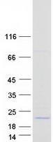 Coomassie blue staining of purified ZG16 protein