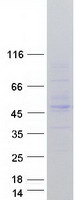proto60858 rfp2 trim13 human recombinant protein