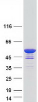 Coomassie blue staining of purified GAS7 protein