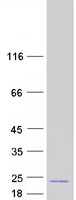proto60869 edf1 human recombinant protein