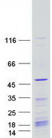 Coomassie blue staining of purified KIN protein