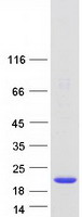 Coomassie blue staining of purified CUTA protein