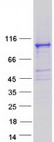 proto60890 ophn1 human recombinant protein