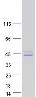 proto60902 shox2 human recombinant protein