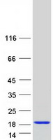 Coomassie blue staining of purified PFDN1 protein