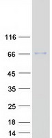 Coomassie blue staining of purified RNGTT protein