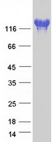 proto75054 igsf3 human recombinant protein