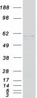 proto75072 fukutin fktn human recombinant protein