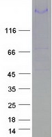 Coomassie blue staining of purified MEGF6 protein