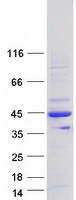 Coomassie blue staining of purified LDB3 protein