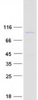 proto75167 phactr2 human recombinant protein