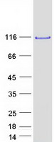 proto75175 cnot3 human recombinant protein